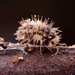 Laureola leucocephala - Photo 由 豆豆 所上傳的 (c) 豆豆，保留所有權利
