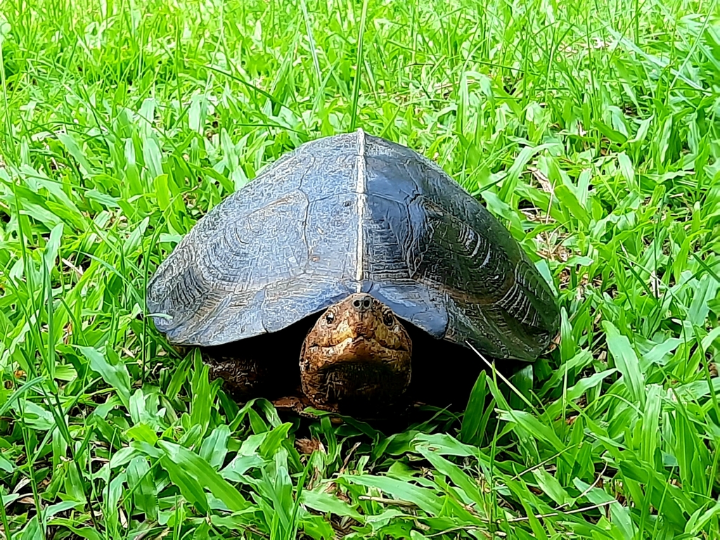 Giant Asian Pond Turtle in April 2020 by Hammy H · iNaturalist