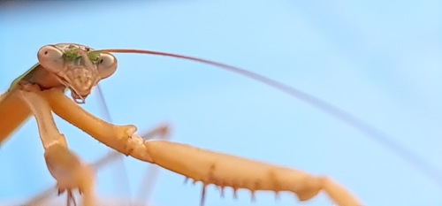 Stick Mantis