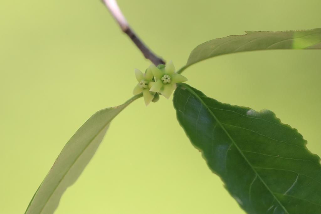 Siphonodon celastrineus from 57JV+9G4 Khao Somphot Wildlife No Hunting