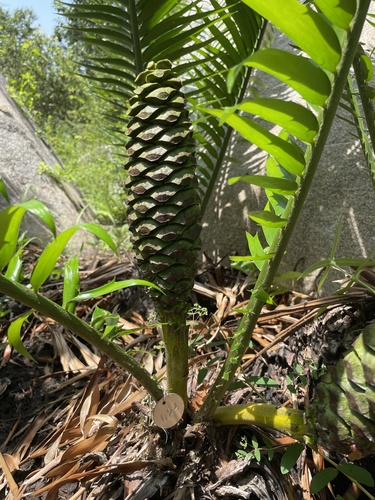 Encephalartos barteri barteri