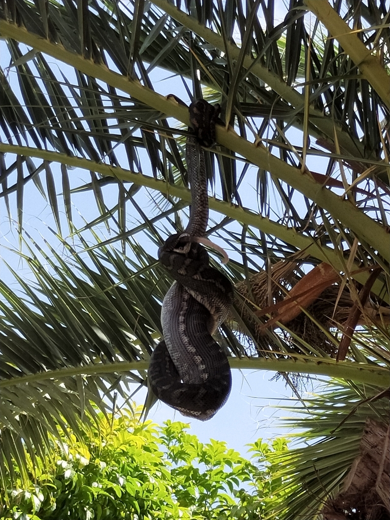 Coastal Carpet Python from Purton Science Center, Boondall QLD 4034 ...