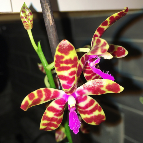 Bastianii Orchid