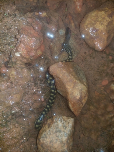 Richardson's Mangrove Snake