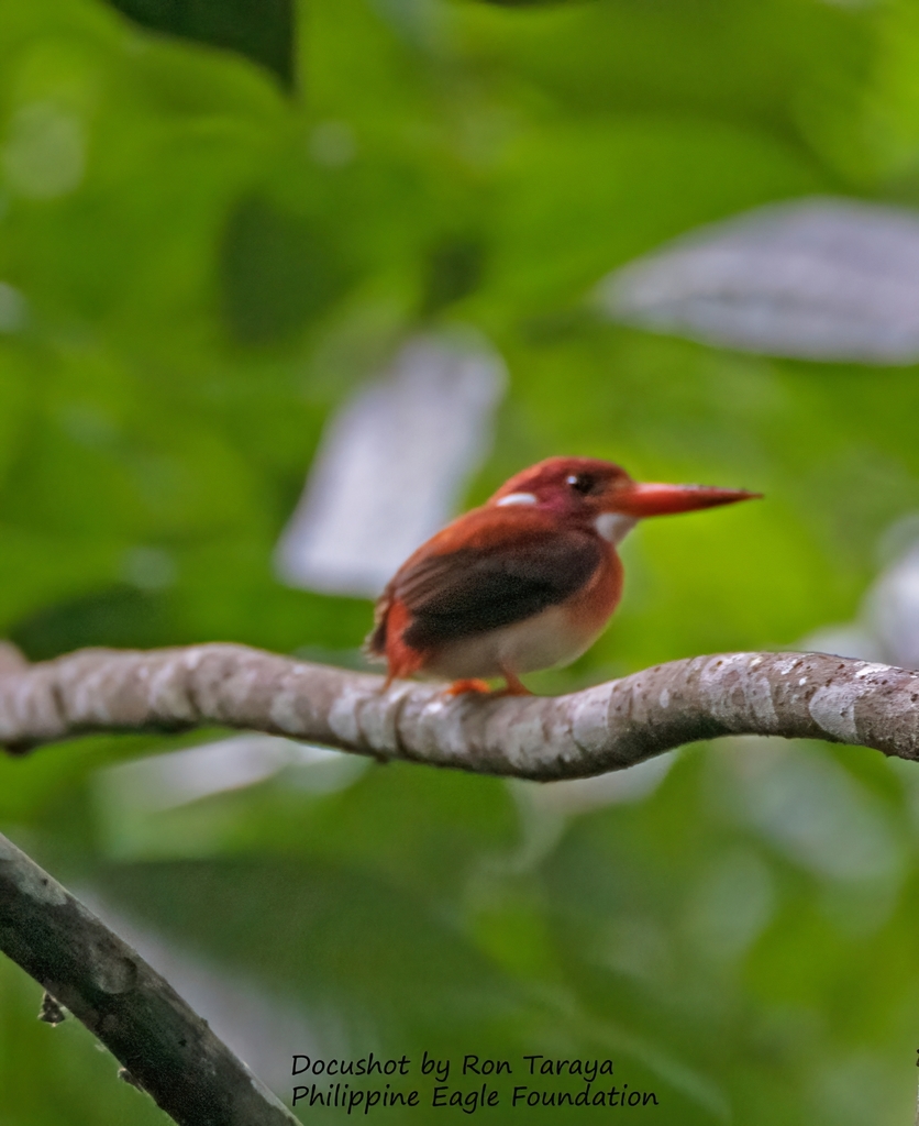 Philippine Dwarf-Kingfisher photo