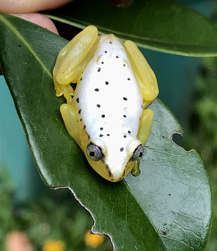 Andasibe Reed Frog