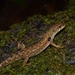 Common Stream Lizard - Photo (c) Alexis Dekeyne, all rights reserved, uploaded by Alexis Dekeyne