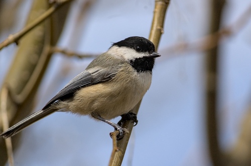 Newfoundland Black-capped Chickadee (Subspecies Poecile atricapillus ...