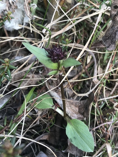 Capitate Valerian