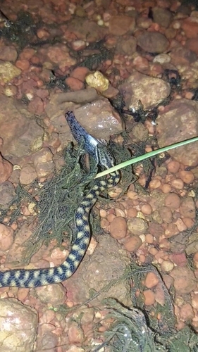 Richardson's Mangrove Snake