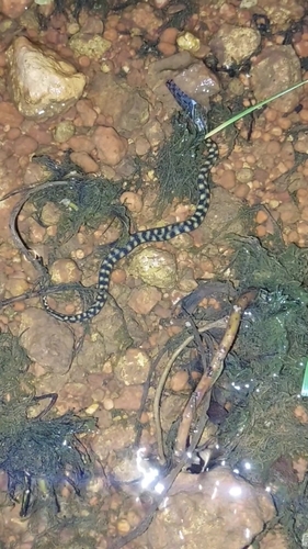 Richardson's Mangrove Snake