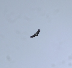 Sarcoramphus papa image