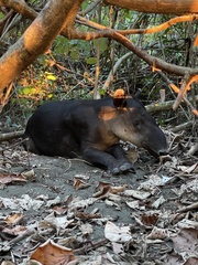 Tapirus bairdii image