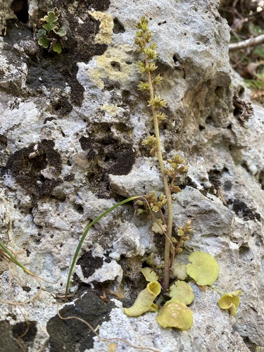 Green Venus' Navel (Umbilicus chloranthus)