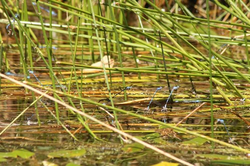 iNaturalist observation photo of Dancers