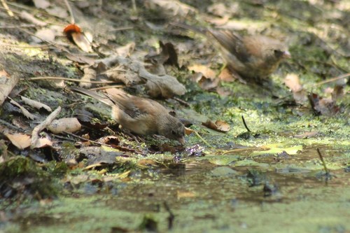 iNaturalist observation photo of Dark-eyed Junco