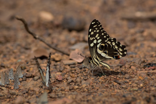 Citrus Swallowtail