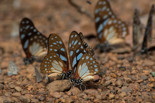 Veined Swordtail