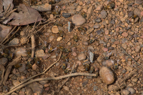 West African Honey Bee
