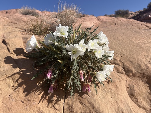 fragrant evening primrose