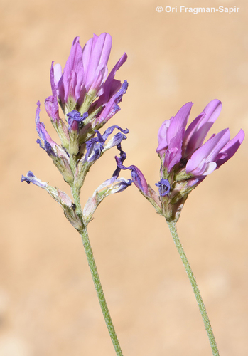 Astragalus aduncus