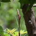 Tillandsia × floridana - Photo (c) Brenna Farrell, todos los derechos reservados, subido por Brenna Farrell