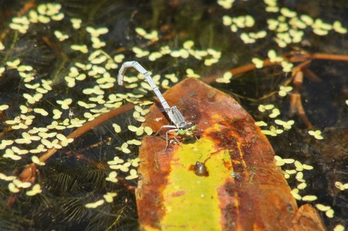 iNaturalist observation photo of Western Forktail