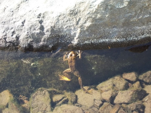 iNaturalist observation photo of Sierra Nevada Yellow-legged Frog