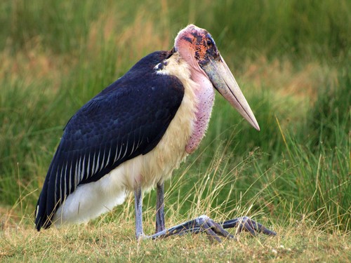 Marabou Stork