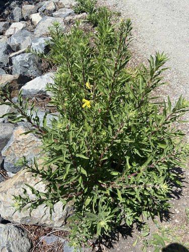 iNaturalist observation photo of tall evening primrose