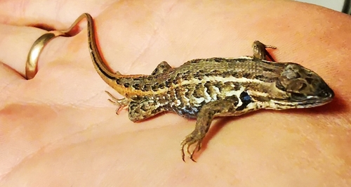 Brown’s Bunchgrass Lizard