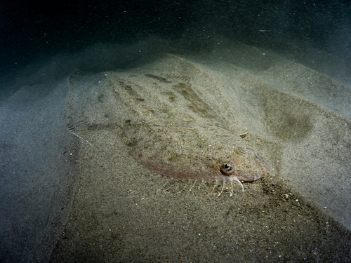California Halibut