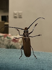 Orthomegas marechali image