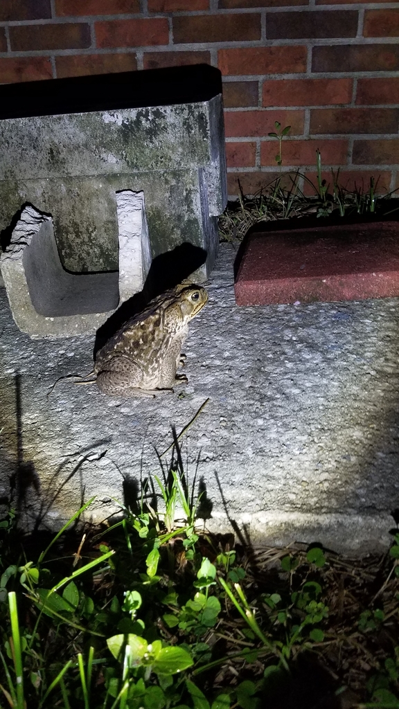 Cane Toad from Del Rio, Jacksonville, FL 32258, USA on April 23, 2022