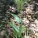 Dichanthelium polyanthes - Photo (c) Cherrie-lee P. Phillip, todos los derechos reservados, subido por Cherrie-lee P. Phillip