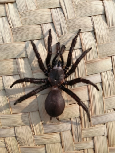 Southwestern Trapdoor Spider