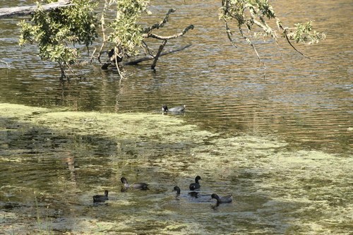 iNaturalist observation photo of American Coot