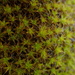 Syntrichia papillosissima - Photo (c) John Thomas McLaughlin, all rights reserved, uploaded by John Thomas McLaughlin