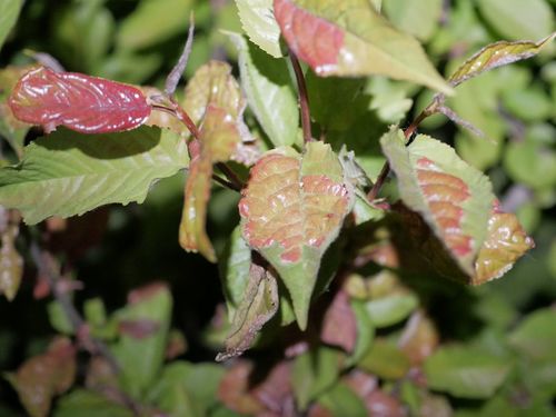 Cherry Leaf Curl