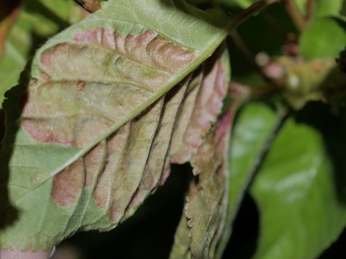 Cherry Leaf Curl