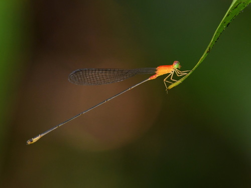 Teinobasis corolla