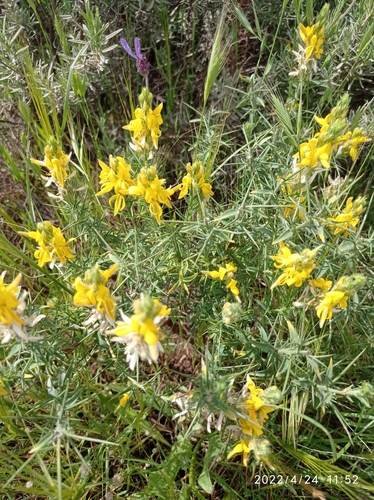 pincushion gorse