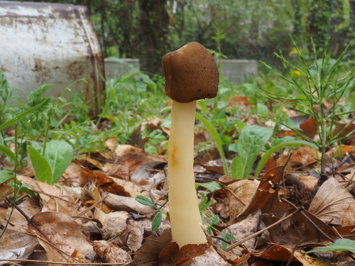Verpa digitaliformis