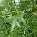 White Willow - Photo (c) Tig, all rights reserved