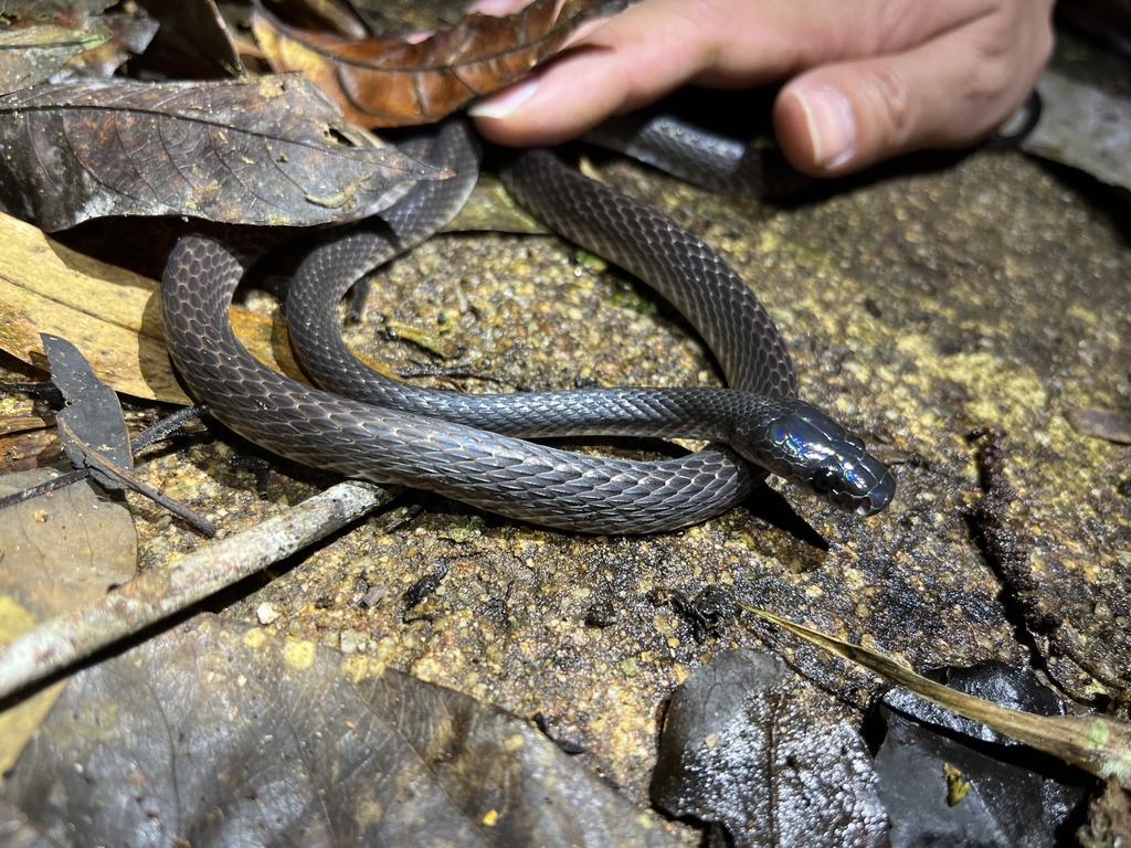 Dark Wolf Snake from Aiyoeweng, Betong, Yala, TH on April 17, 2022 at ...