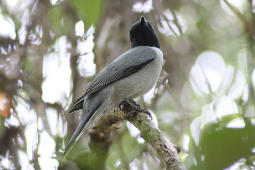 Madagascar Cuckooshrike