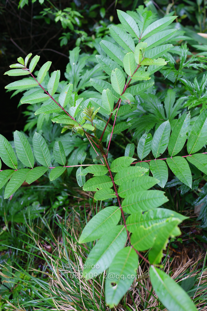 Zanthoxylum myriacanthum (Zanthoxylum myriacanthum)