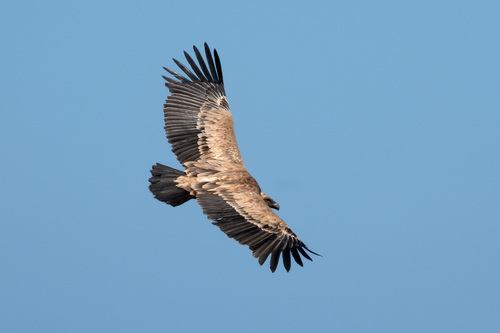 Gyps fulvus