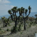 Yucca periculosa - Photo (c) Jorge Rojas S., todos os direitos reservados, uploaded by Jorge Rojas S.