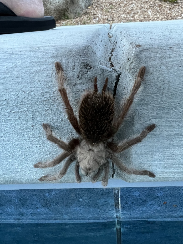 Johnny Cash Tarantula from Via Bellagio, Friant, CA, US on April 18